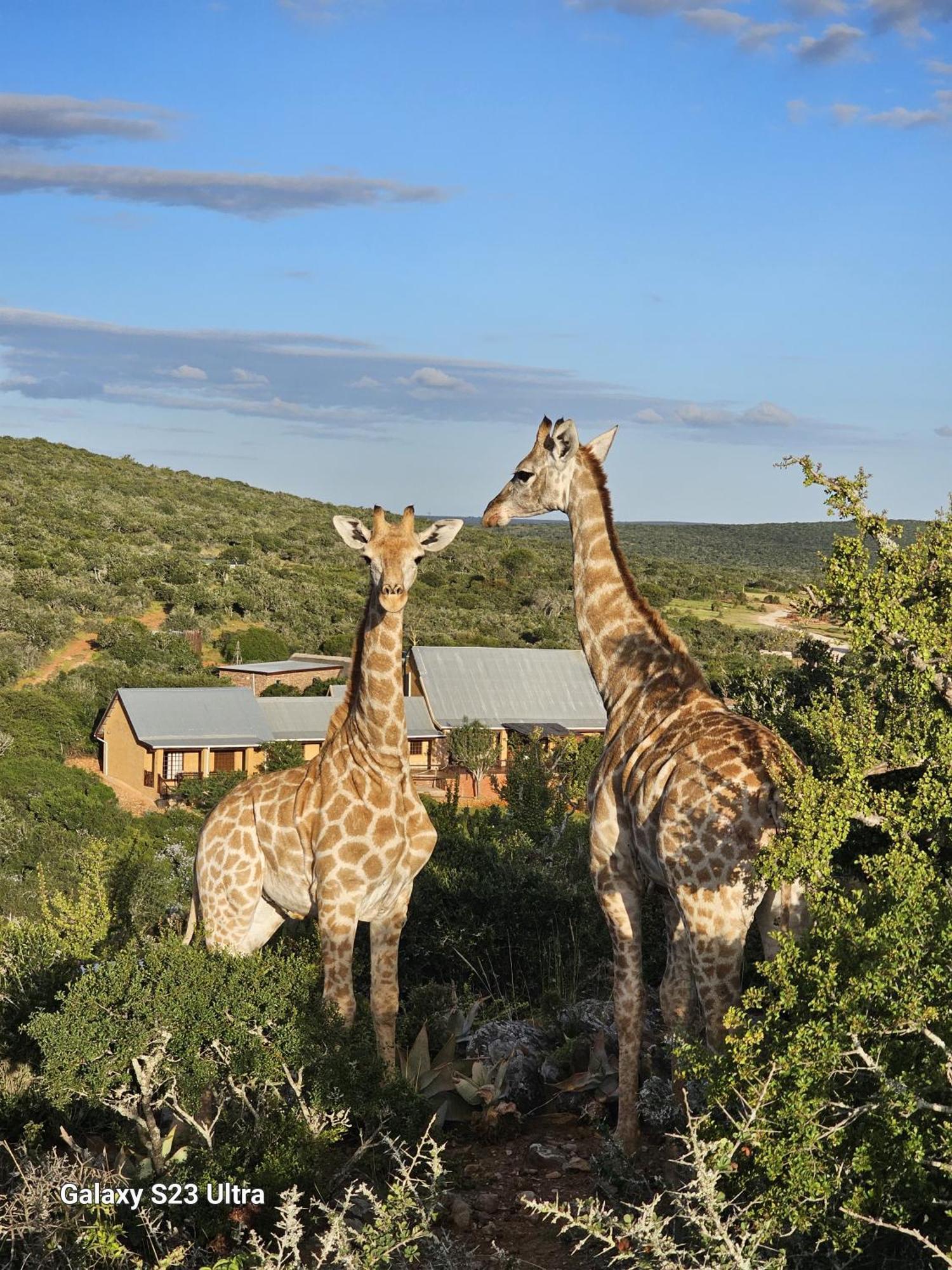 Valley Bushveld Country Lodge Addo Eksteriør billede