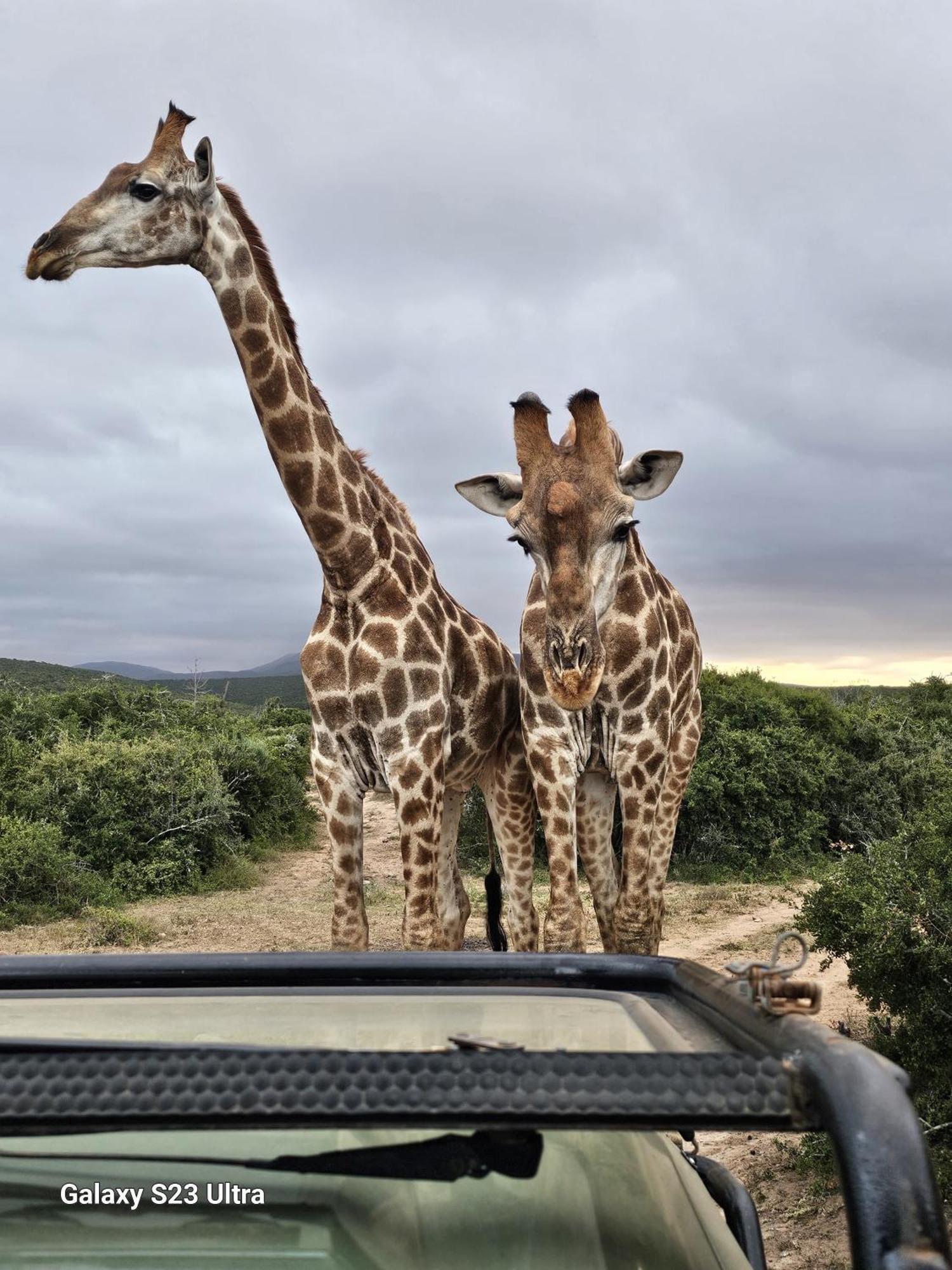 Valley Bushveld Country Lodge Addo Eksteriør billede