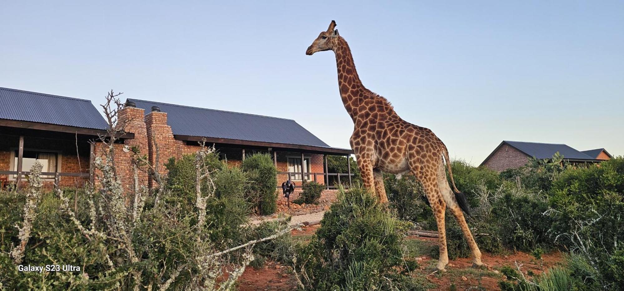 Valley Bushveld Country Lodge Addo Eksteriør billede