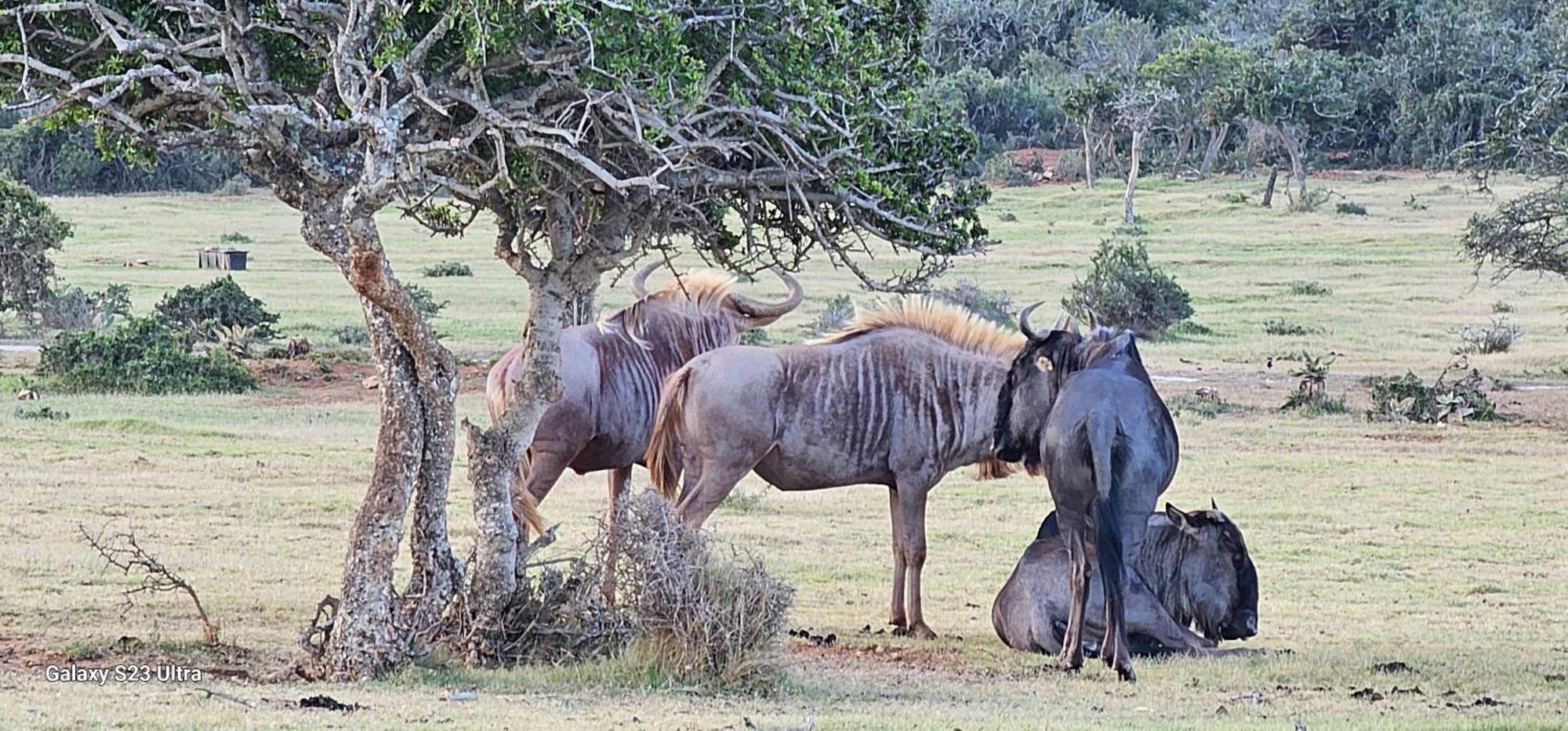 Valley Bushveld Country Lodge Addo Eksteriør billede