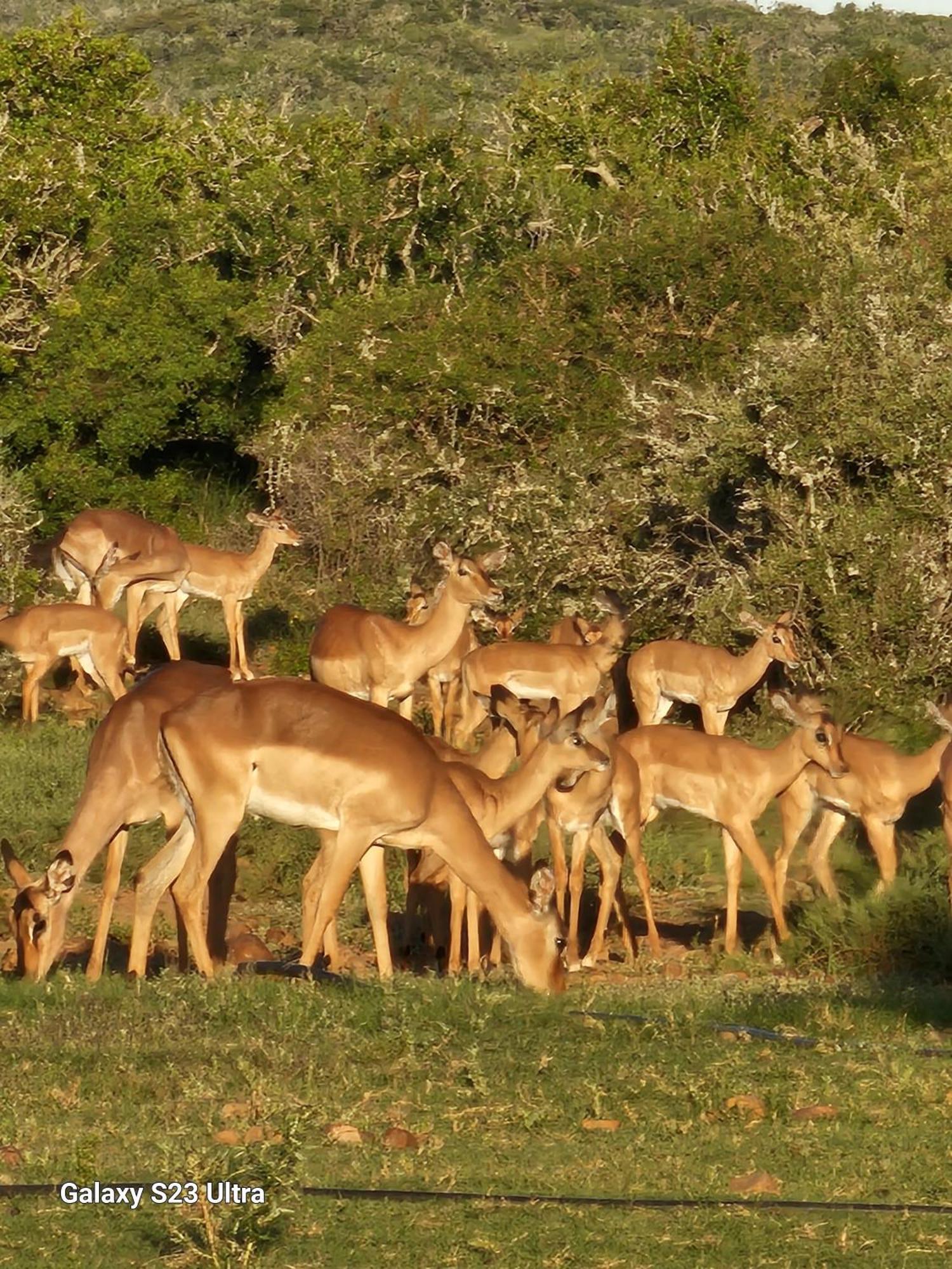 Valley Bushveld Country Lodge Addo Eksteriør billede