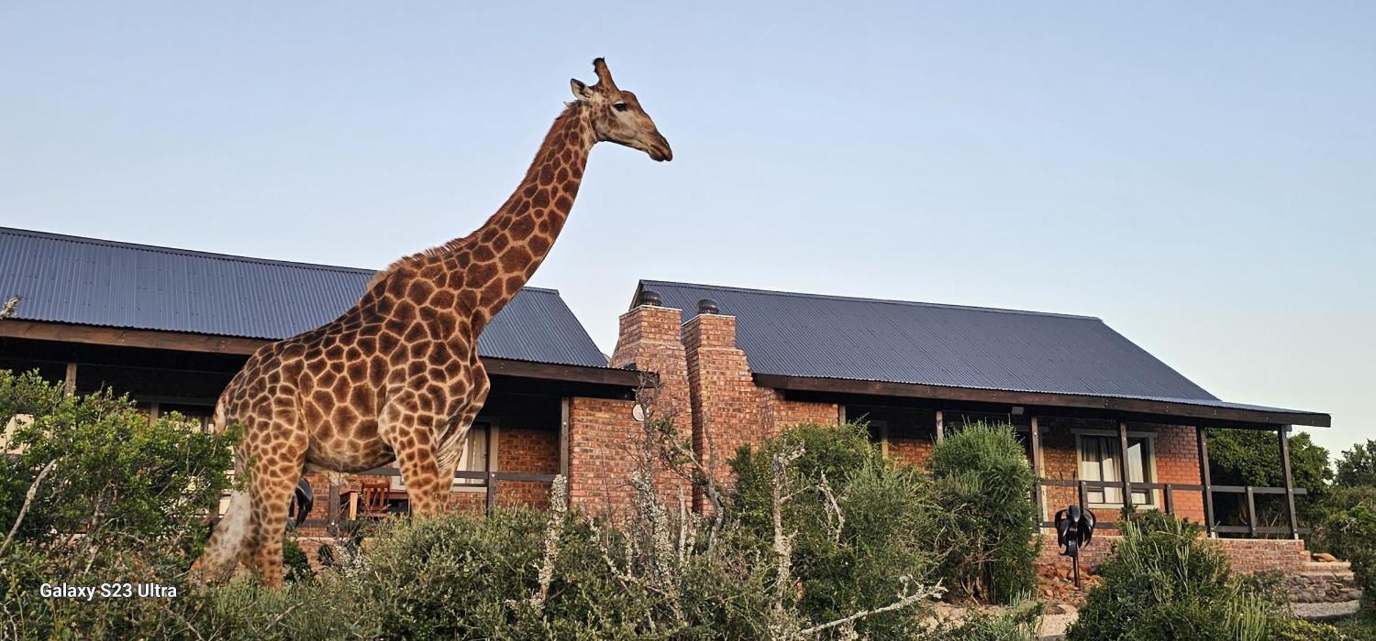 Valley Bushveld Country Lodge Addo Eksteriør billede