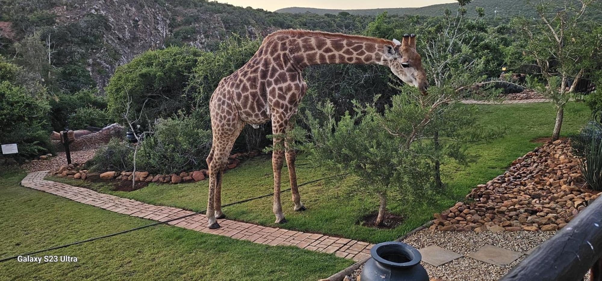 Valley Bushveld Country Lodge Addo Eksteriør billede