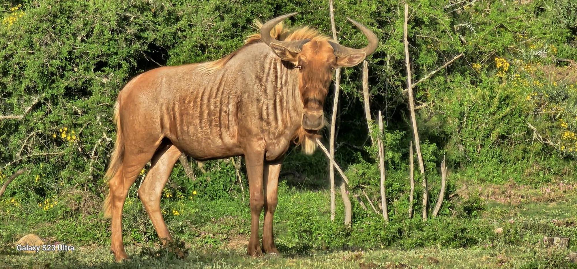 Valley Bushveld Country Lodge Addo Eksteriør billede