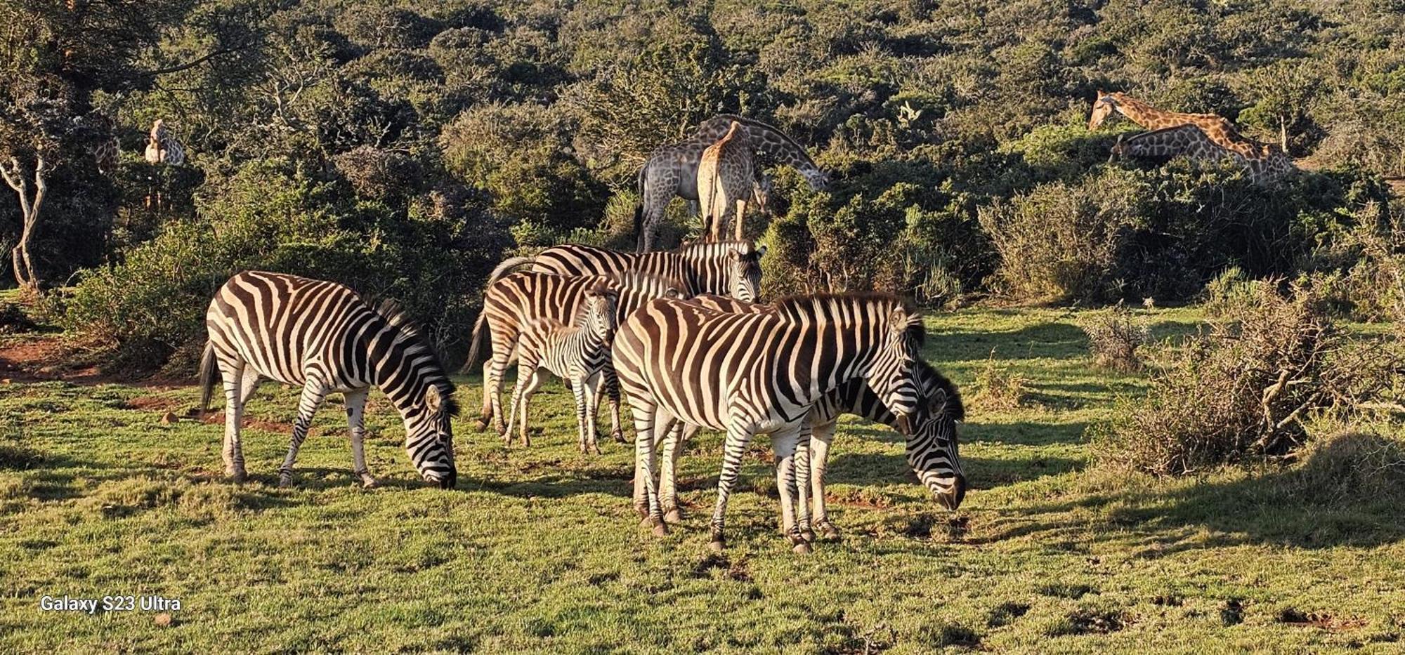 Valley Bushveld Country Lodge Addo Eksteriør billede